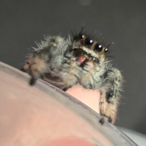 FIVE i6/i7 regal jumping spiders