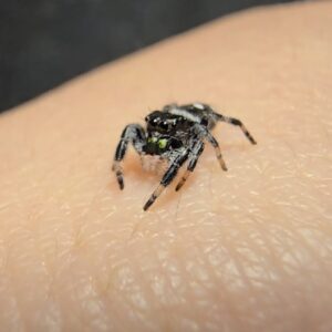 i7 male regal jumping spider