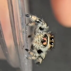 i7 female regal jumping spider