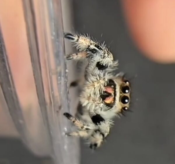 i7 female regal jumping spider