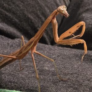 OUT OF STOCK
L6/L7 Chinese Praying Mantis