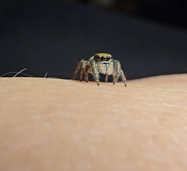 COMING SOON! Phidippus Johnsoni